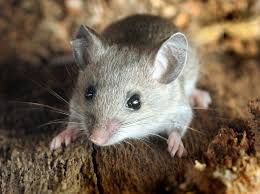 House Mice VS Deer Mice : How to Identify and Keep Them Away From Home?