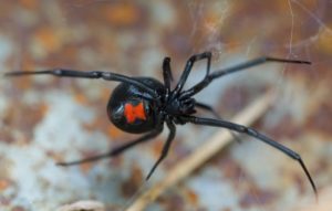 Insects ControlSpiders Common Arizona Spiders Facts and Prevention