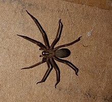 Spiders in Georgia – Everything You Need to Know