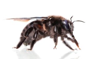 Black Bee Types – Get Rid of Black Bees