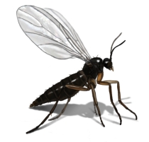 Gnat Repellents – How To Get Rid of Gnats?