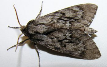 house-moth