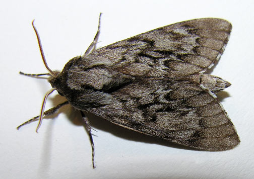 house-moth