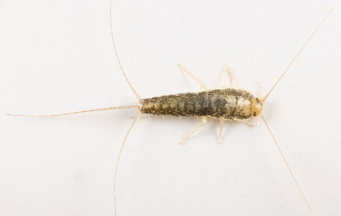 Do Silverfish Bite and How It Can Be Treated