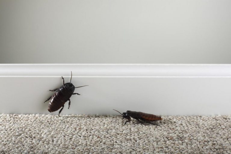 Palmetto Bug Vs Cockroach – Get Rid of Palmetto Bug