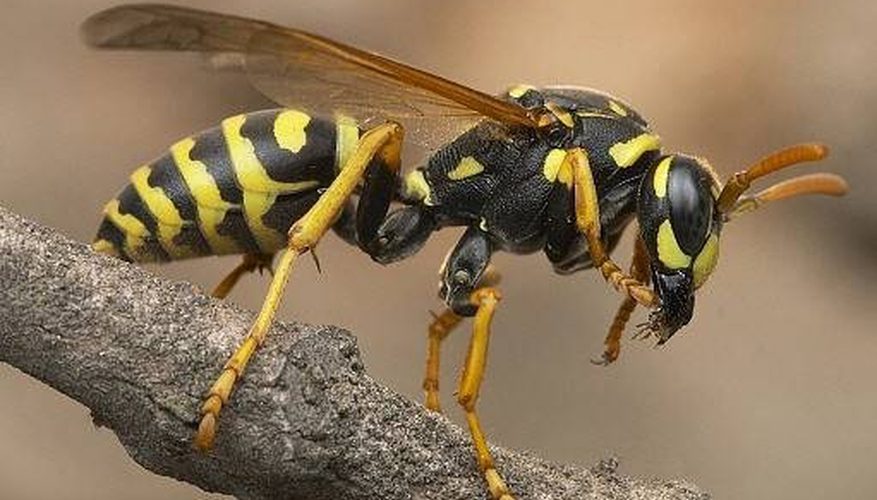 Wasps Life Cycle – Wasp Sting Symptoms and Treatment