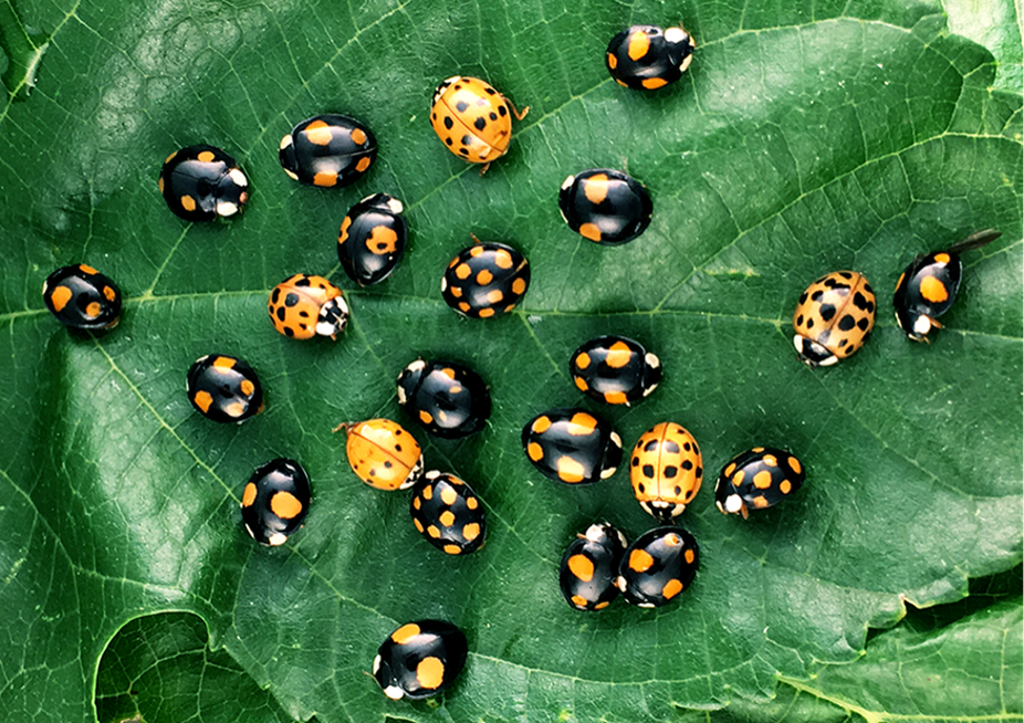 20 Ways to Getting Rid of Ladybugs