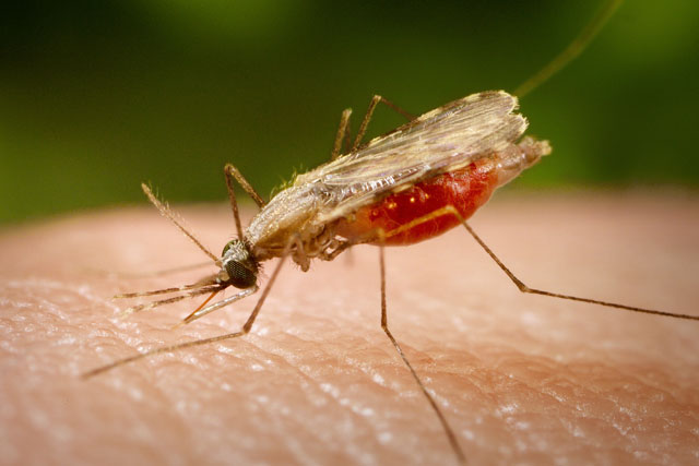 Sandfly Bites – Symptoms, Treatment and Prevention