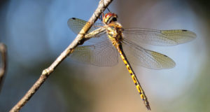 Do Dragonflies Bite or Sting?