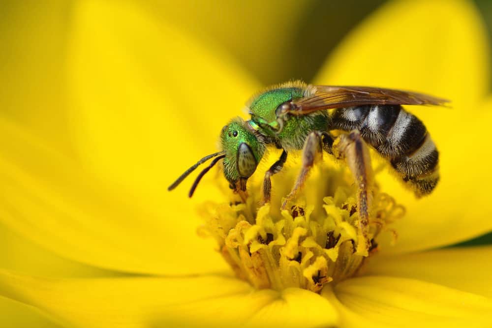 Sweat Bees Facts – 7 Ways to get rid of Sweat Bees