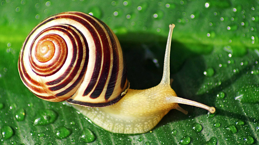 What Do Snails Eat? – Snails Food