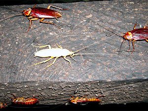 White Roaches Danger and Control