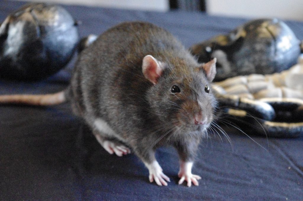 The Best Natural Rat Repellents That Actually Work